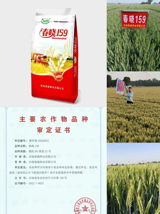 春晓158小麦品种简介图片