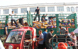 国审强筋小麦华伟305种子销售火爆开启!