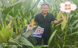 硕育173战高温斗干旱为农户丰收保驾护航