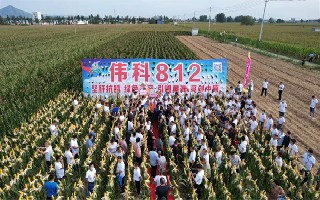 坚秆抗锈,绿色高产!伟科812,赢战黄淮!