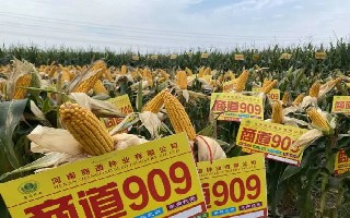 战高温、斗酷暑、商道909不怕苦！