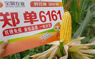 株型通透，一枝独秀！郑单6161值得关注！