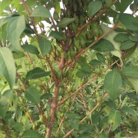 药用连翘苗 50公分以上药用连翘苗 山西药用连翘苗连翘苗价格