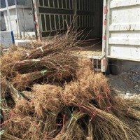 多头连翘苗+2年连翘苗3年连翘苗+3个头连翘苗+5个头连翘苗