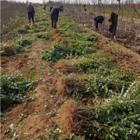 连翘树苗+连翘苗+50公分连翘苗+2年连翘苗+2年药用连翘苗