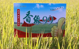 “稻”喜！“香缘99”水稻新品种品鉴会隆重召开！