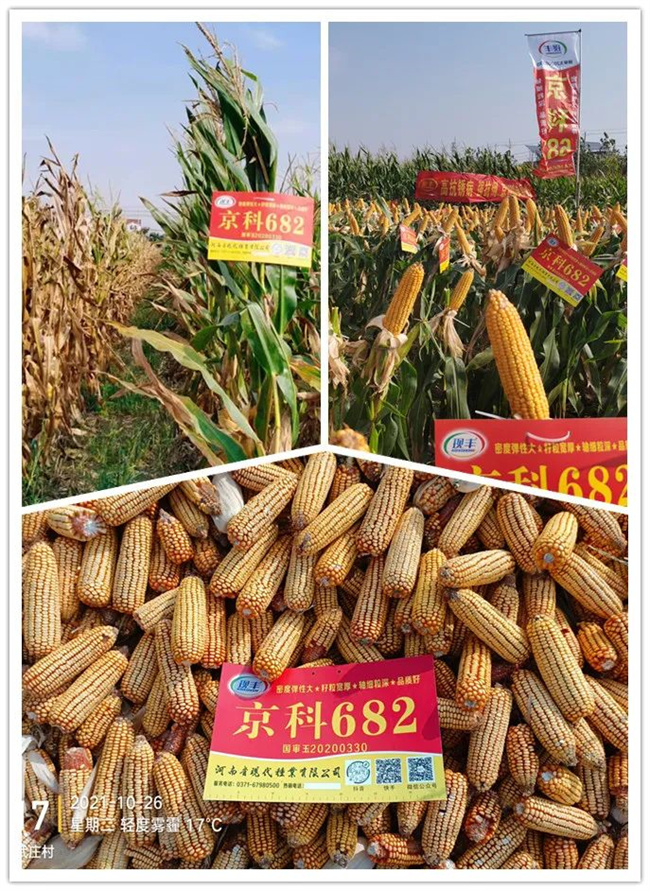 河南现代959玉米种图片
