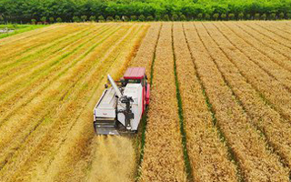 2023年安徽省第一批主要农作物（小麦）引种备案品种公告