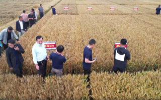 河南伟隆种业小麦新品种推介赋能座谈会在郑州成功召开