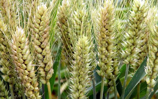 农业农村部公告第673号2023年国审小麦品种目录及简介