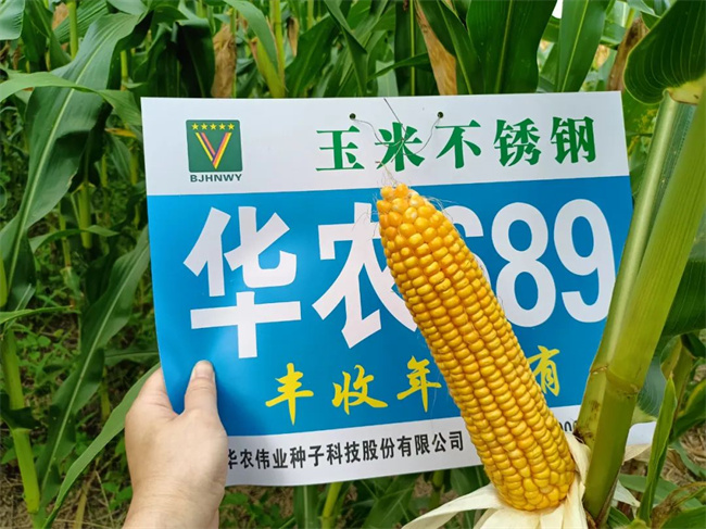 科河699玉米品种简介图片