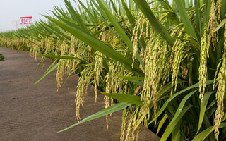 四川省2023年审定水稻、玉米、大豆、棉花新品种