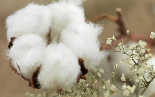 2023年国审通过棉花品种目录及品种简介