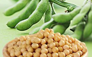 2023年国审通过大豆品种目录及品种简介