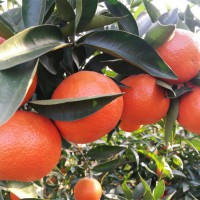 50cm高世纪红柑橘苗如栽植 世纪红柑橘栽培管理技术