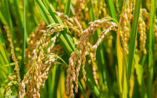 湖南省2024年第一批主要农作物品种审定情况公告
