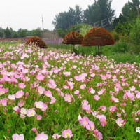 美丽月见草<景观花海品种>