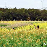 彩色油菜花种子-<景观花海品种>