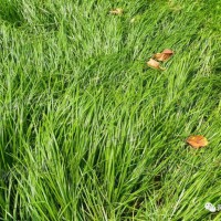 黑麦草种子<草坪品种>