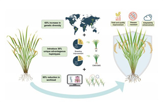 解锁智能时代下种质资源在杂交稻育种中的创新路径