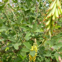 猪屎豆种子-<灌木品种>