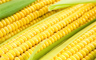 2026年1月1日 品种权事务公告 (总第159期)