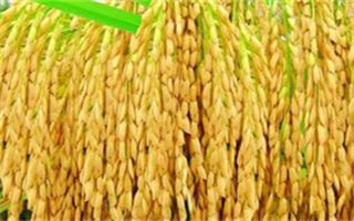 2026年1月1日品种权申请公告（总第159期）