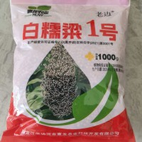 白糯粱1号高粱种子