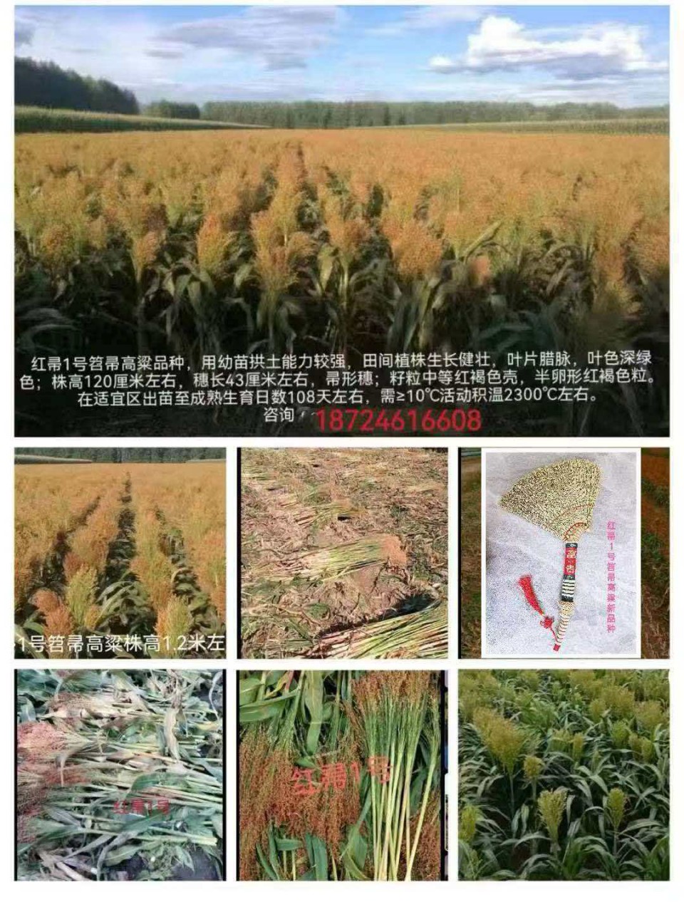 微信图片_20260331184244_28_35