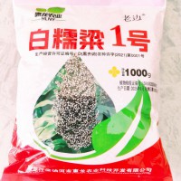 食用白糯粱1号高粱