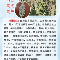 食用白糯粱1号高粱