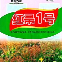 红帚1号笤帚高粱种子