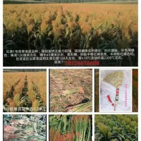 红帚1号笤帚高粱种子