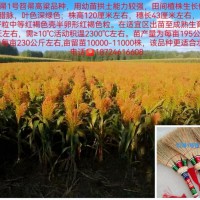 笤帚苗种子红帚1号笤帚高粱种子小矮人笤帚苗种子