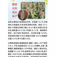 高粱米食用高粱白糯粱1号高粱