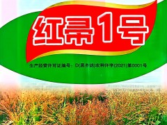 红帚1号笤帚高粱种子 (5ͼ)