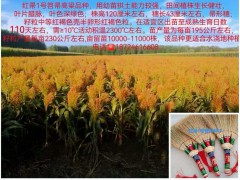 酿酒高粱种子、食用高粱种子、笤帚苗种子