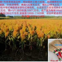 酿酒高粱种子、食用高粱种子、笤帚苗种子