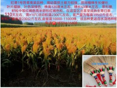 红帚1号笤帚高粱种子小矮人笤帚苗种子 (4ͼ)