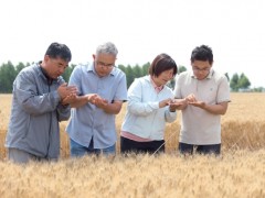 山东泰安岱岳区  晚播不减产，单产提升见实效